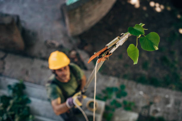 Best Hazardous Tree Removal  in Avila Beach, CA